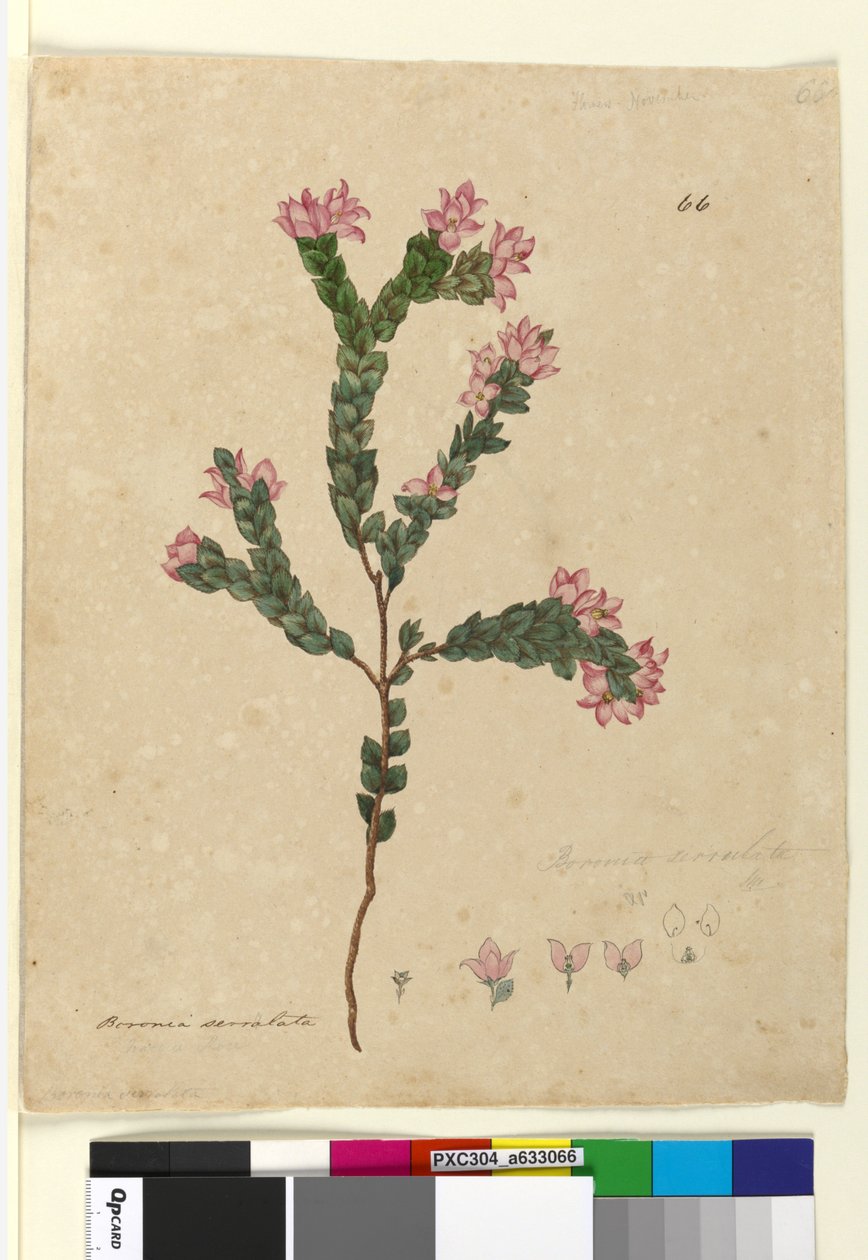 Sivu 66. Boronia serrulata, noin 1803-06 (wc, kynä, muste ja lyijykynä). tekijältä John William Lewin