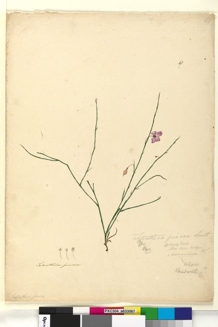 Sivu 67. Tetratheca juncea, noin 1803-06 (wc, kynä, muste ja lyijykynä). tekijältä John William Lewin