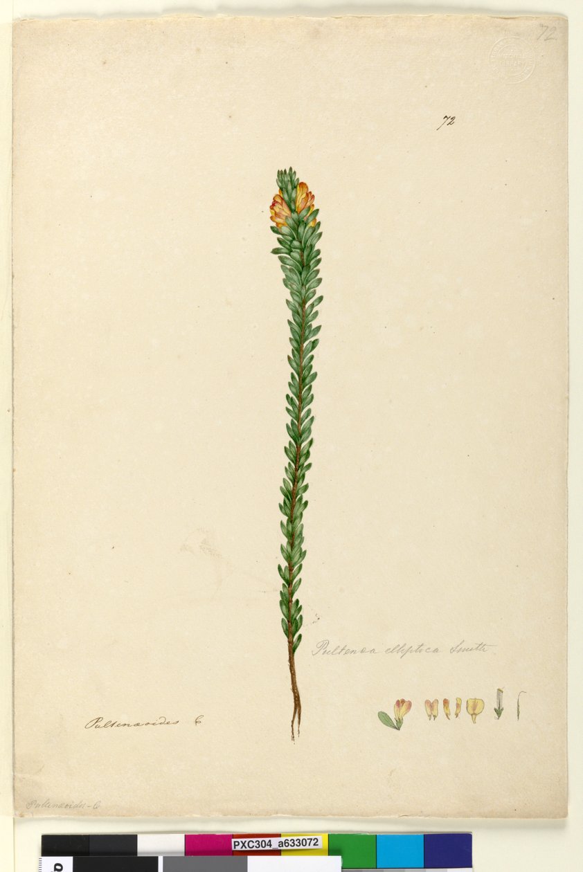 Sivu 72. Pultenaea elliptica, noin 1803-06 (wc, kynä, muste ja lyijykynä). tekijältä John William Lewin