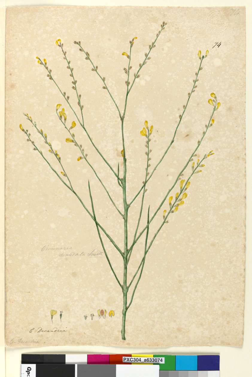 Sivu 74. Viminaria denudata, noin 1803-06 (wc, kynä, muste ja lyijykynä). tekijältä John William Lewin