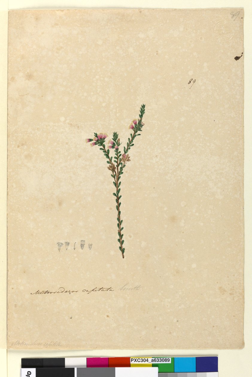 Sivu 89. Metrosideros capitata, noin 1803-06 (wc, kynä, muste ja lyijykynä). tekijältä John William Lewin