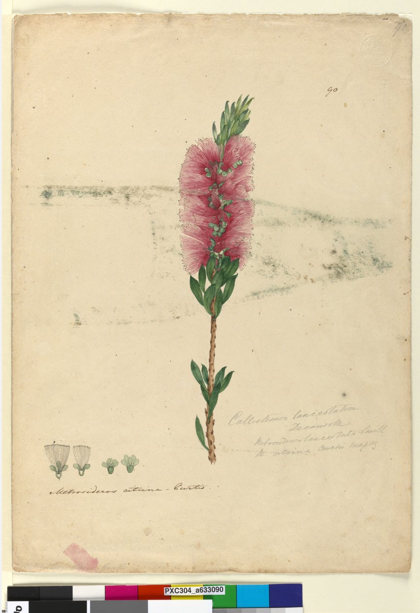 Sivu 90. Callistemon lanceolatusCallistemon citrinus, noin 1803-06 (wc, kynä, muste ja lyijykynä). tekijältä John William Lewin