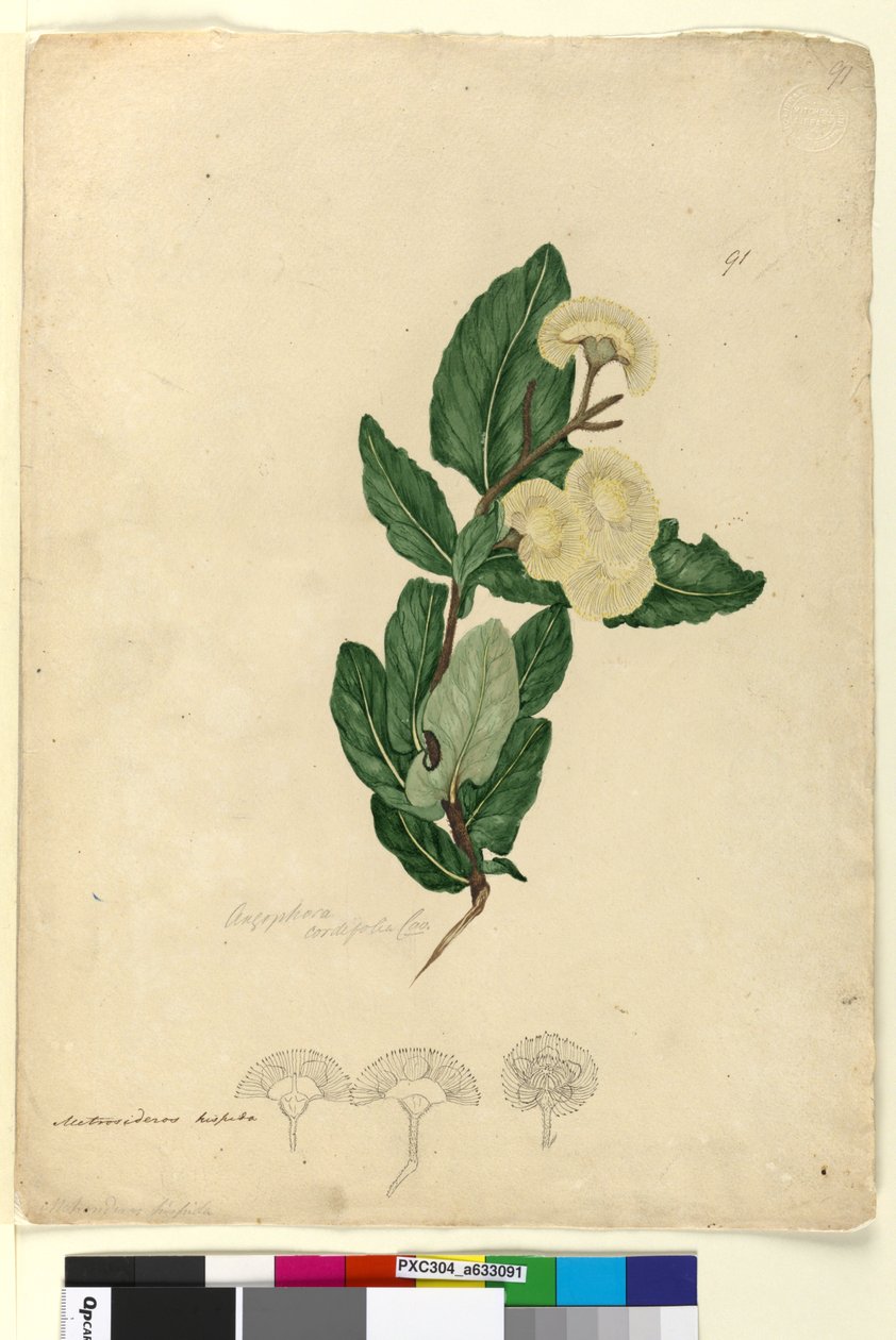 Sivu 91. Angophora cordifolia, noin 1803-06 (wc, kynä, muste ja lyijykynä). tekijältä John William Lewin