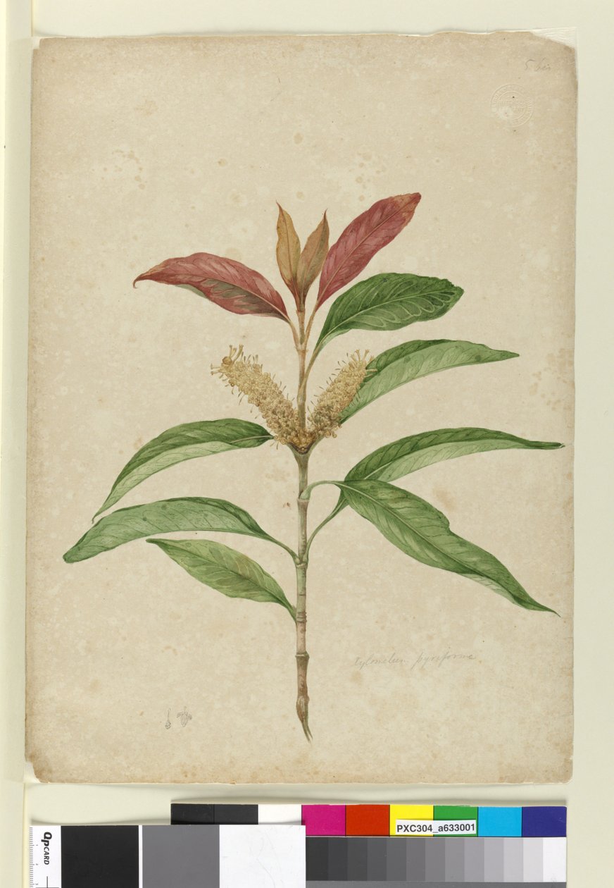 Xylomelum pyriforme, n.1803-06 (wc, kynä, muste ja lyijykynä) tekijältä John William Lewin