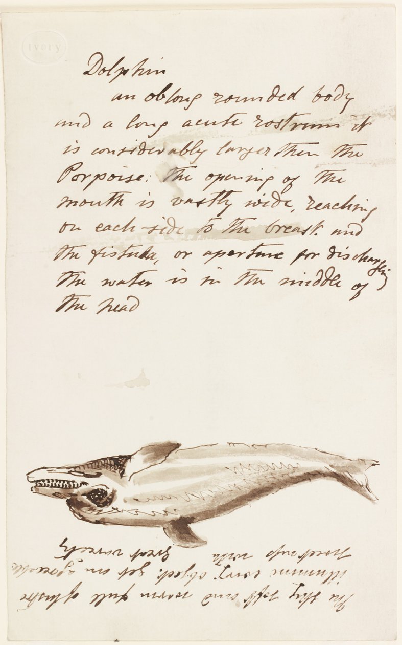 Dolphin (muste ja kynä ja muste paperille) tekijältä John Wilson Carmichael