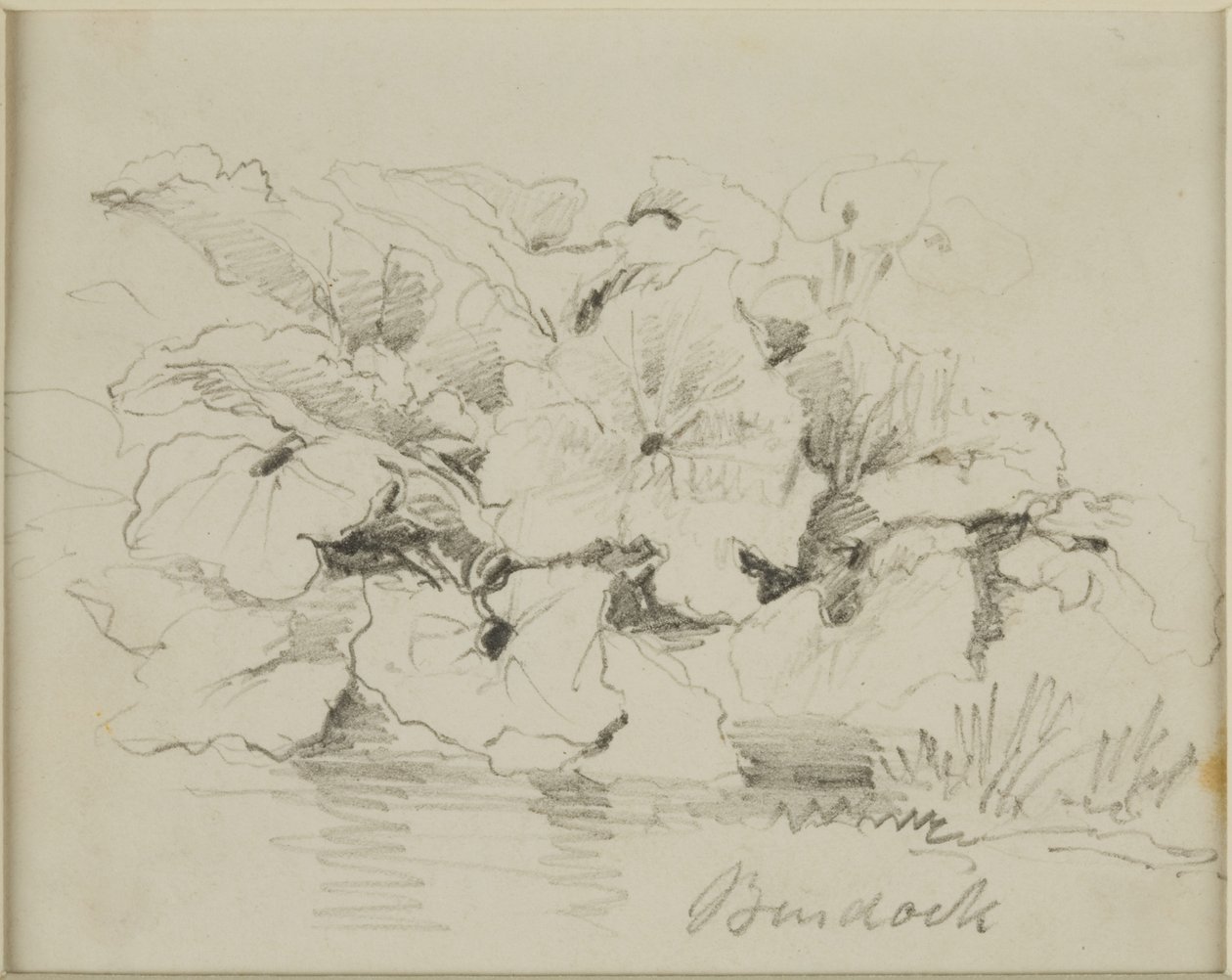 Luontotutkimus - Takiainen tekijältä John Wilson Carmichael