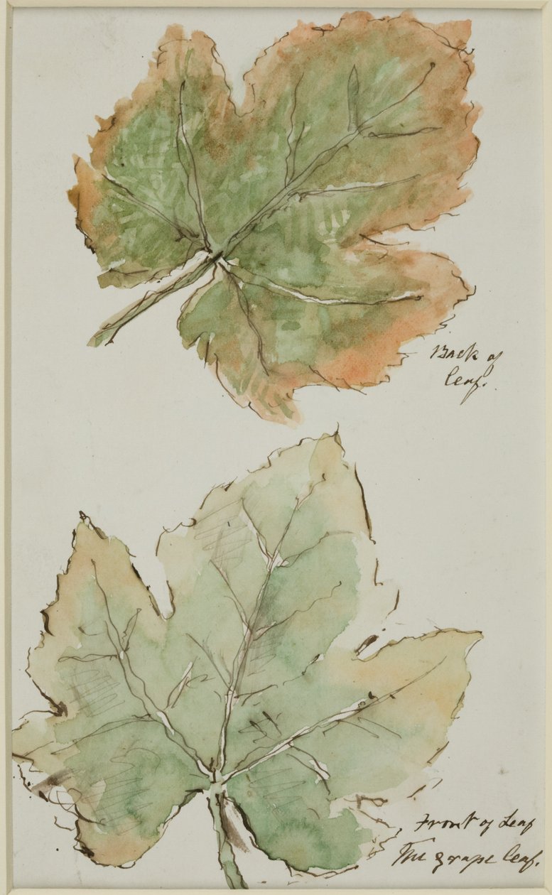 The Grape Leaf (tussi ja tussi ja akvarelli paperille) (Viinirypäleen lehti) tekijältä John Wilson Carmichael