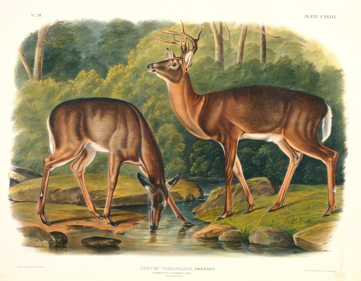 Cervus Virginianus (tavallinen tai Virginian Deer), levy 136 teoksesta 