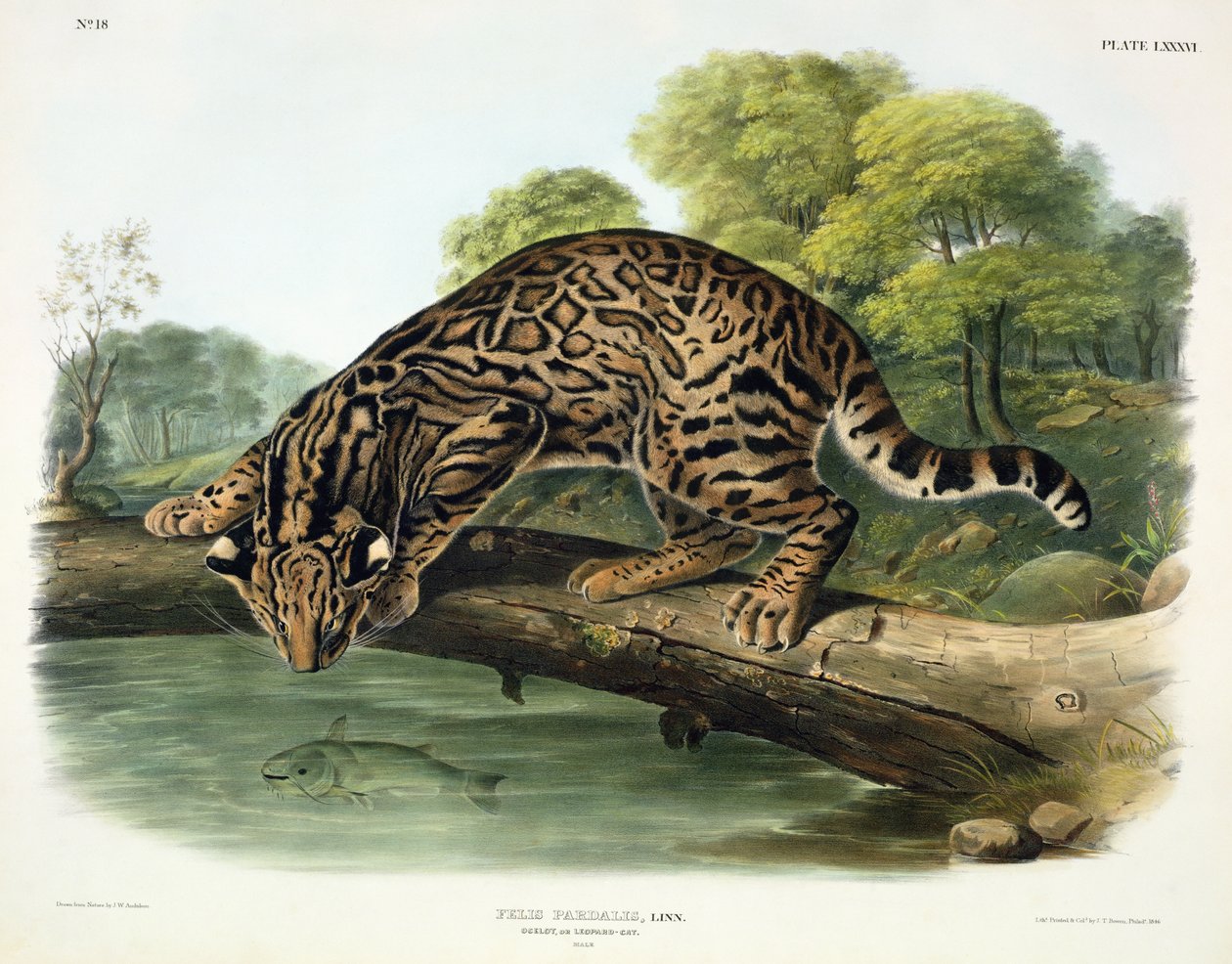 Felis Pardalis (Ocelot eli leopardikissa), kuva 86 teoksesta "Quadrupeds of North America", kaivertaja John T. Bowen (1801-1856), 1846. tekijältä John Woodhouse Audubon