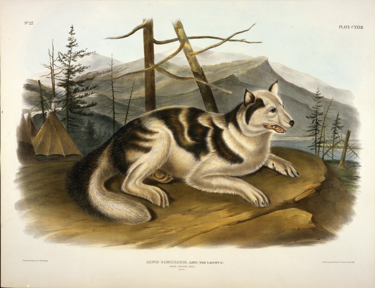 Jänis Intian koira tekijältä John Woodhouse Audubon