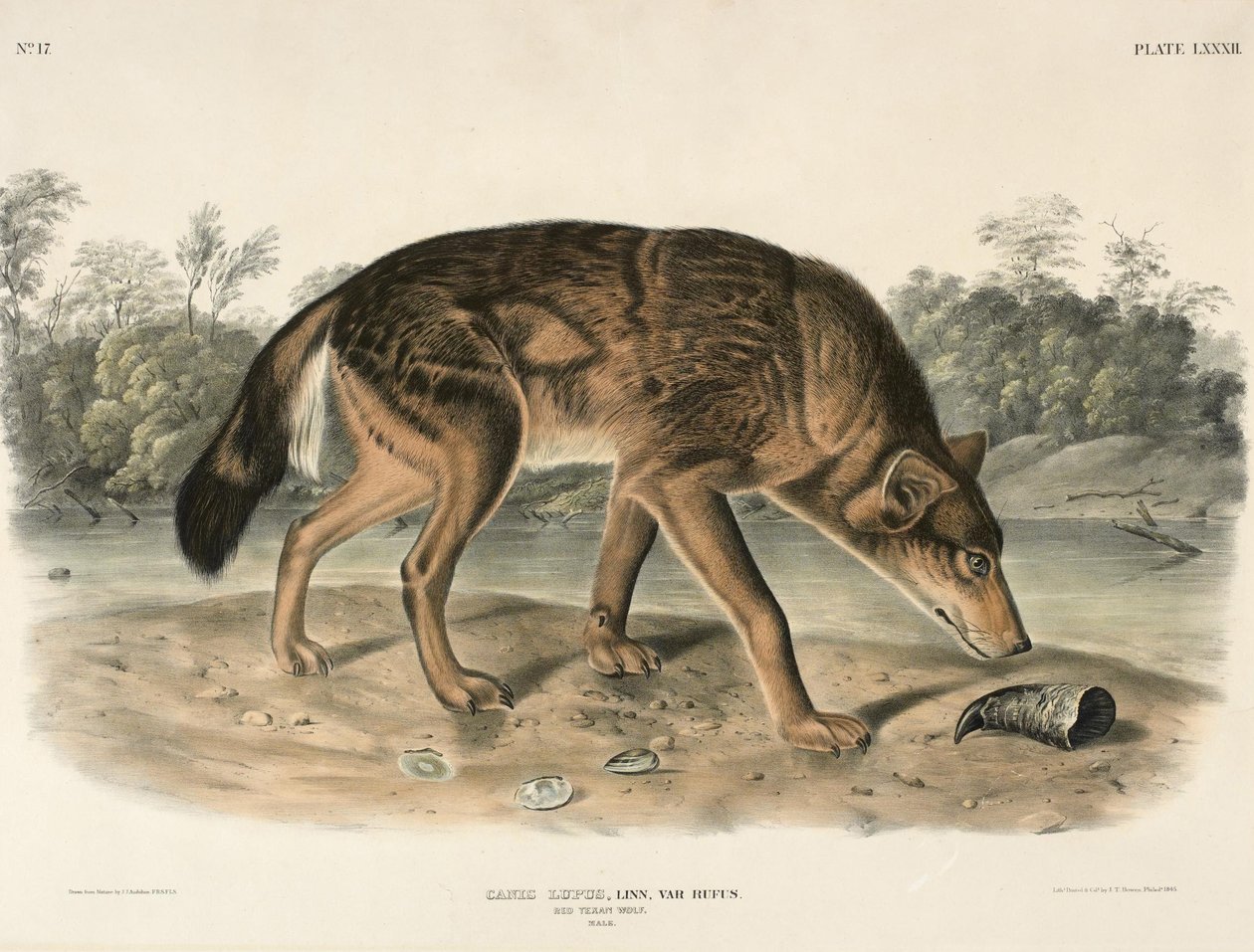 Punainen Texas susi (Canis Lupus) tekijältä John Woodhouse Audubon