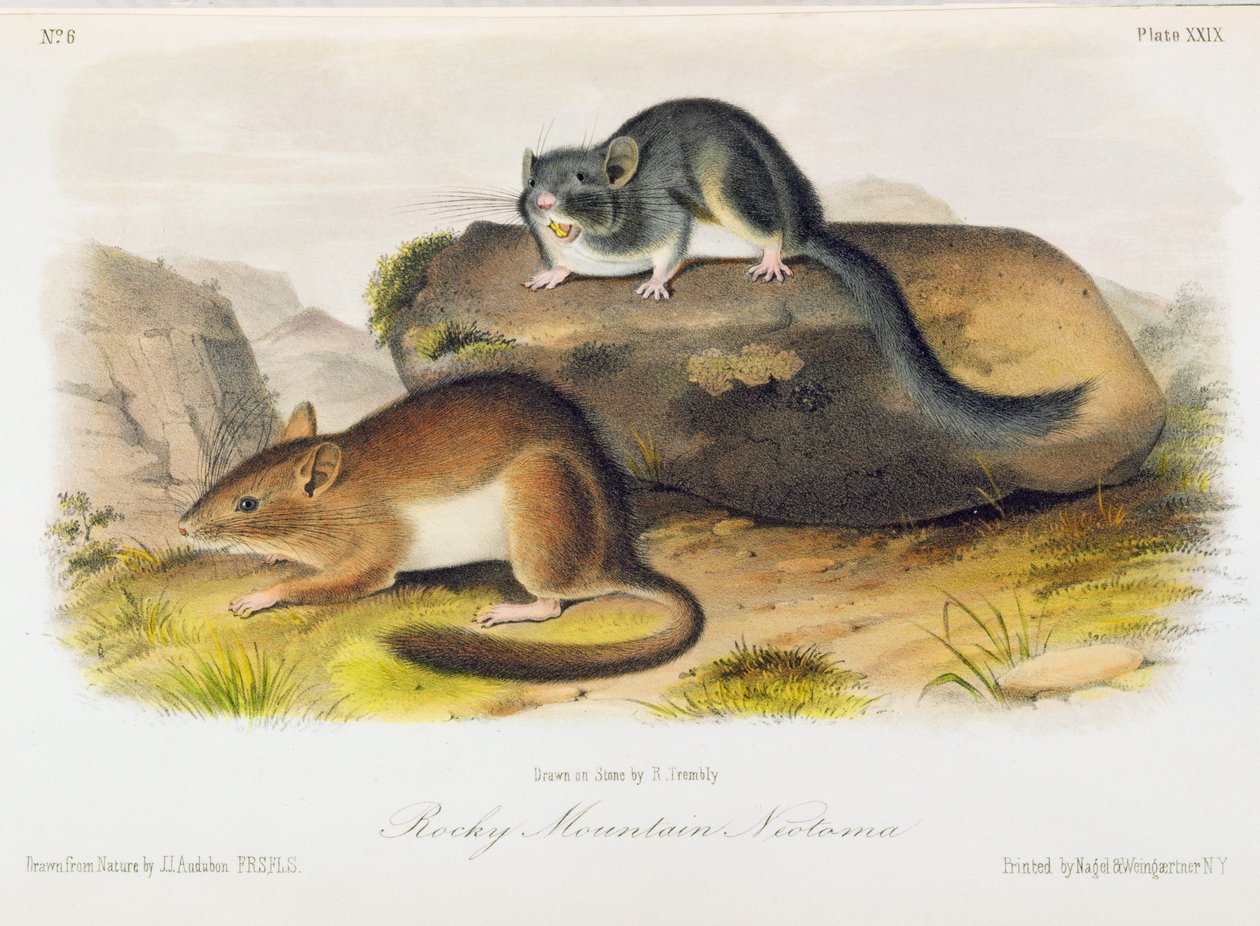 Rocky Mountain Neotoma, levy 29 teoksesta "Quadrupeds of North America", kaiverrettu R. Trembly tekijältä John Woodhouse Audubon