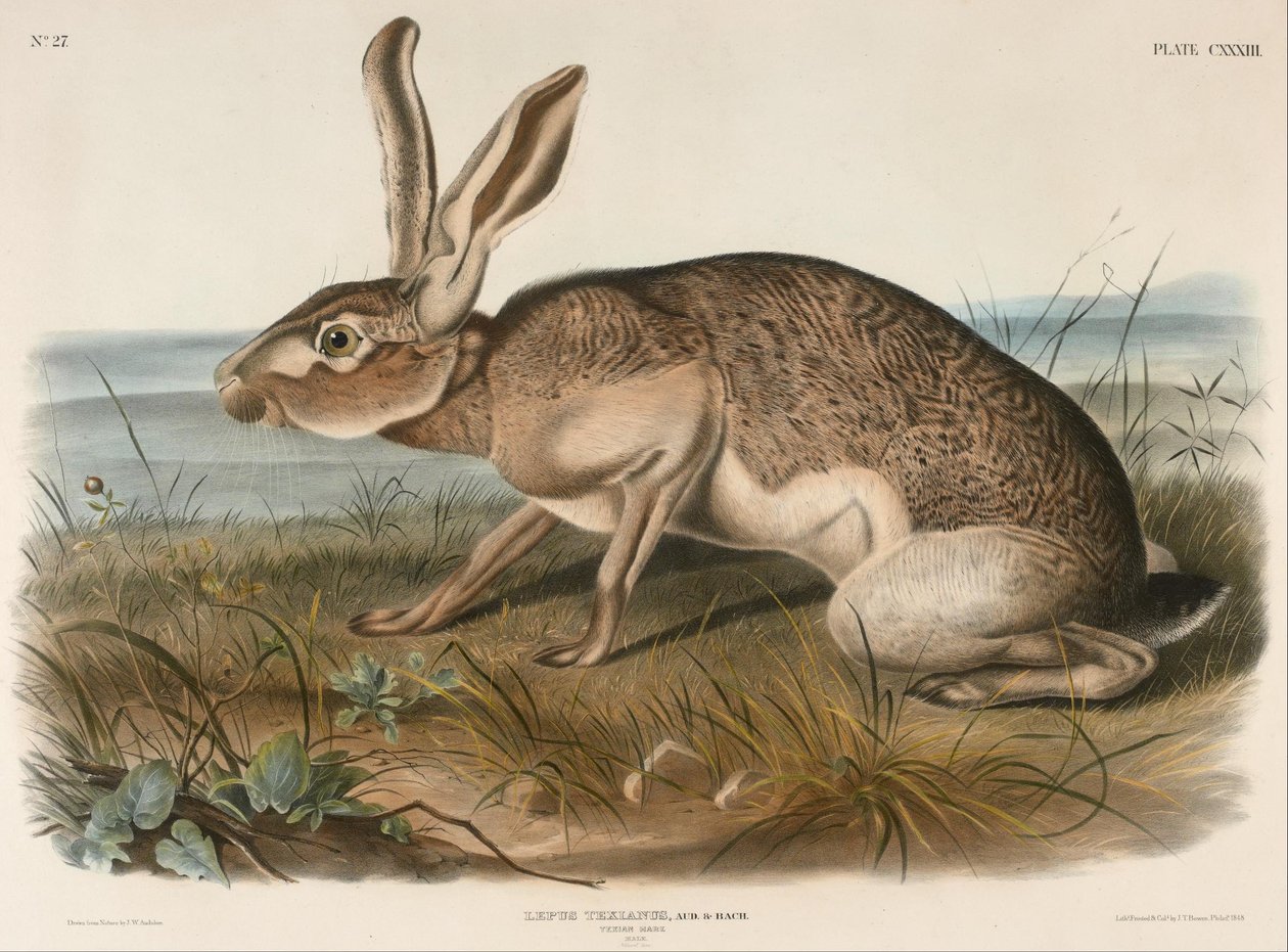 Texasin jänis (Lepus Texianus) tekijältä John Woodhouse Audubon