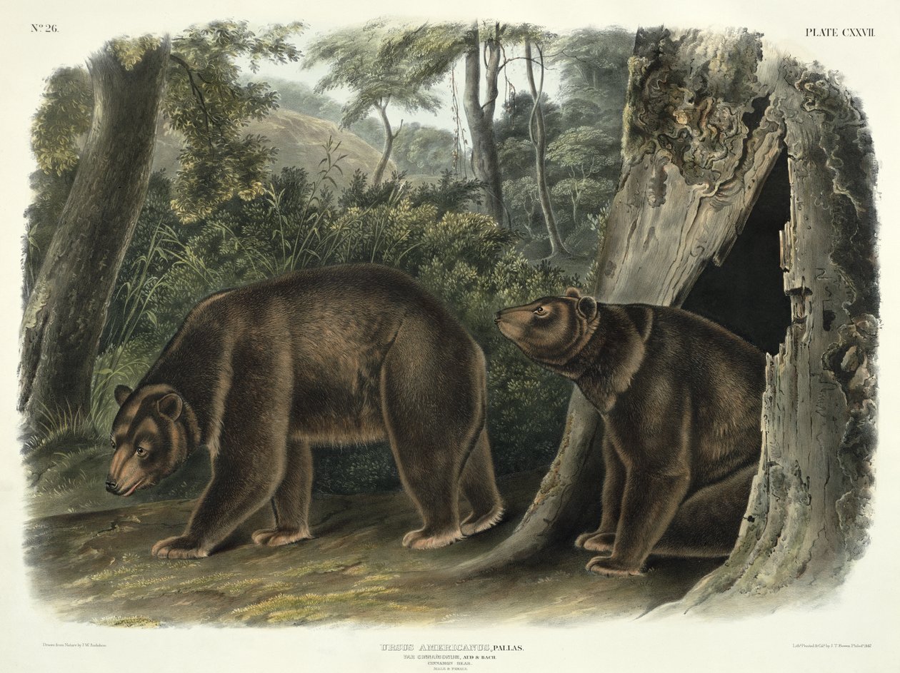 Ursus Americanus, var. Cinnamonum (Cinnamon Bear), levy 127 teoksesta "Quadrupeds of North America", kaiverrus John T. Bowen (1801-n.1856), 1847 tekijältä John Woodhouse Audubon