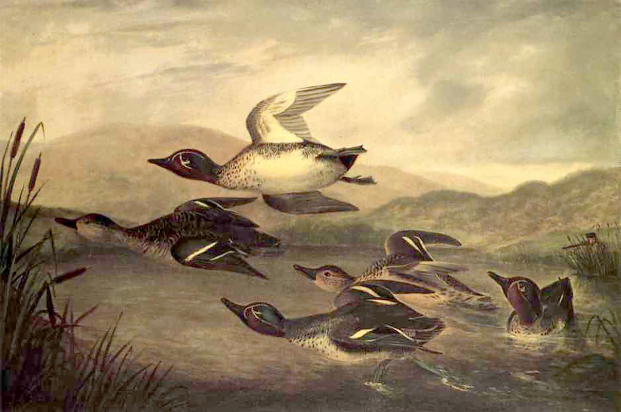 Wild Ducks Rising, 1840 tekijältä John Woodhouse Audubon