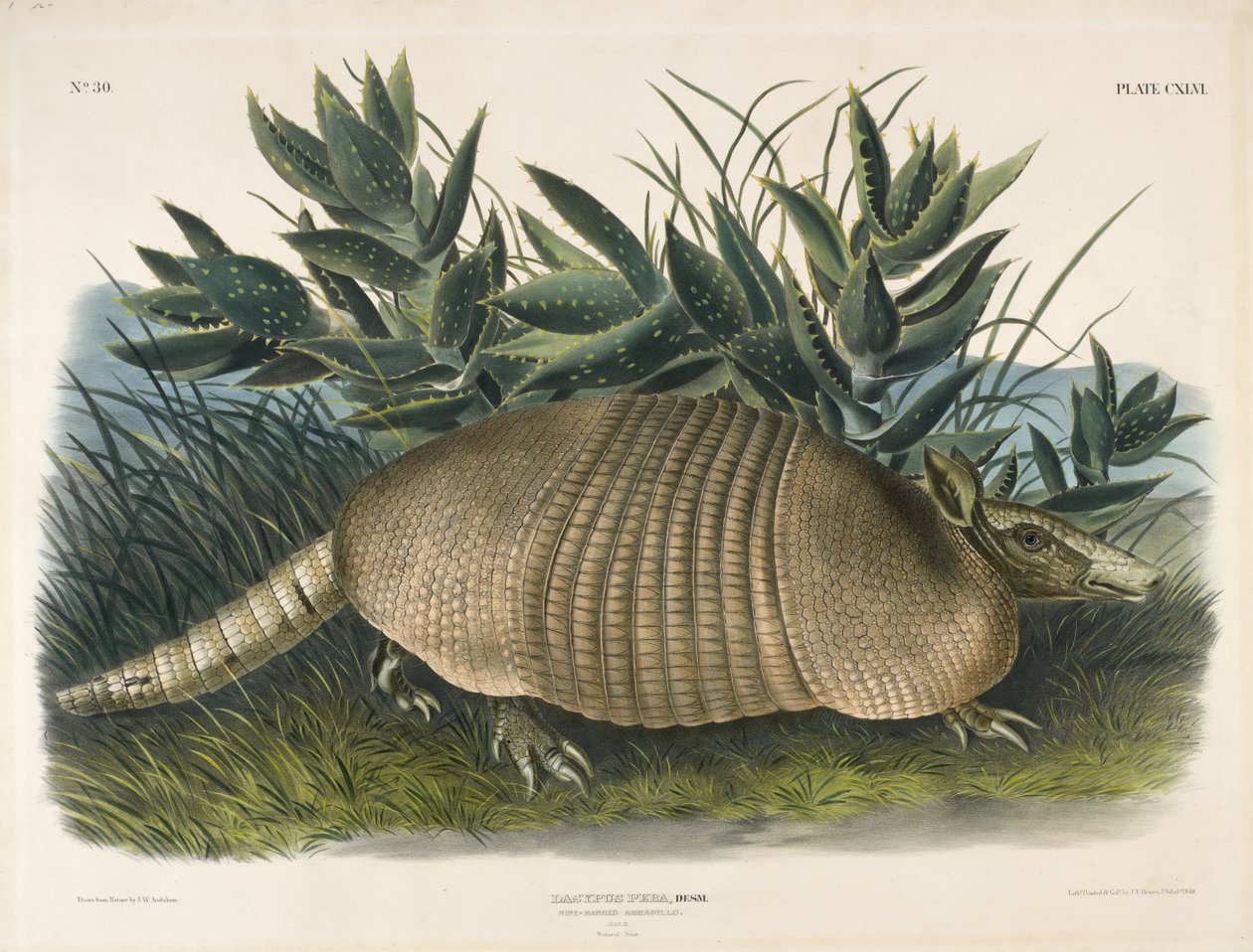 Yhdeksänkaistainen armadillo (Dasypus Peba), 1848 (käsinvärinen litografia) tekijältä John Woodhouse after Audubon