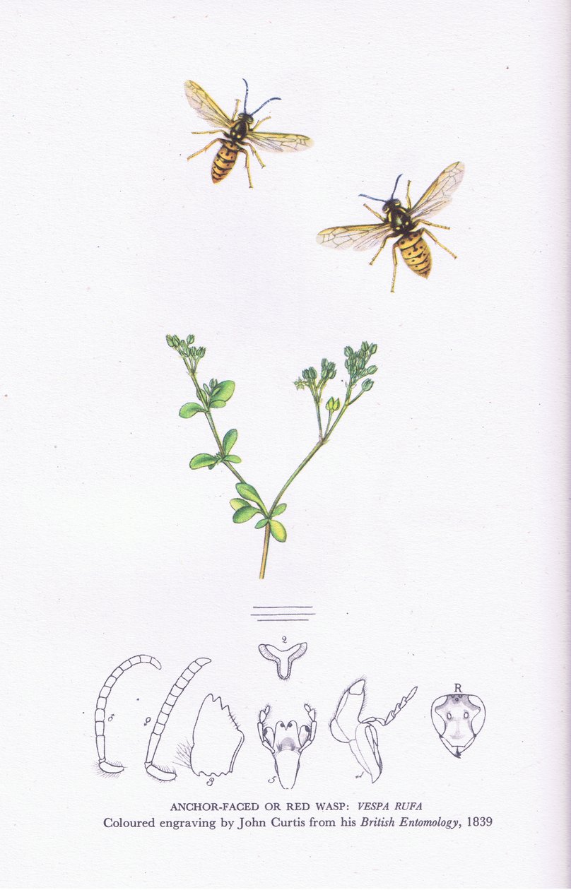 Ankkuri Faced tai Red Wasp, Nature in Britain julkaissut Collins tekijältä John (after) Curtis