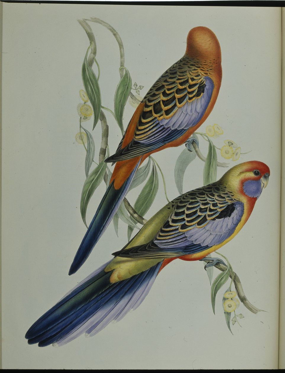 Adelaiden papukaija (Platycercus Adelaidiae) (käsinvärinen lito) tekijältä John (after) Gould