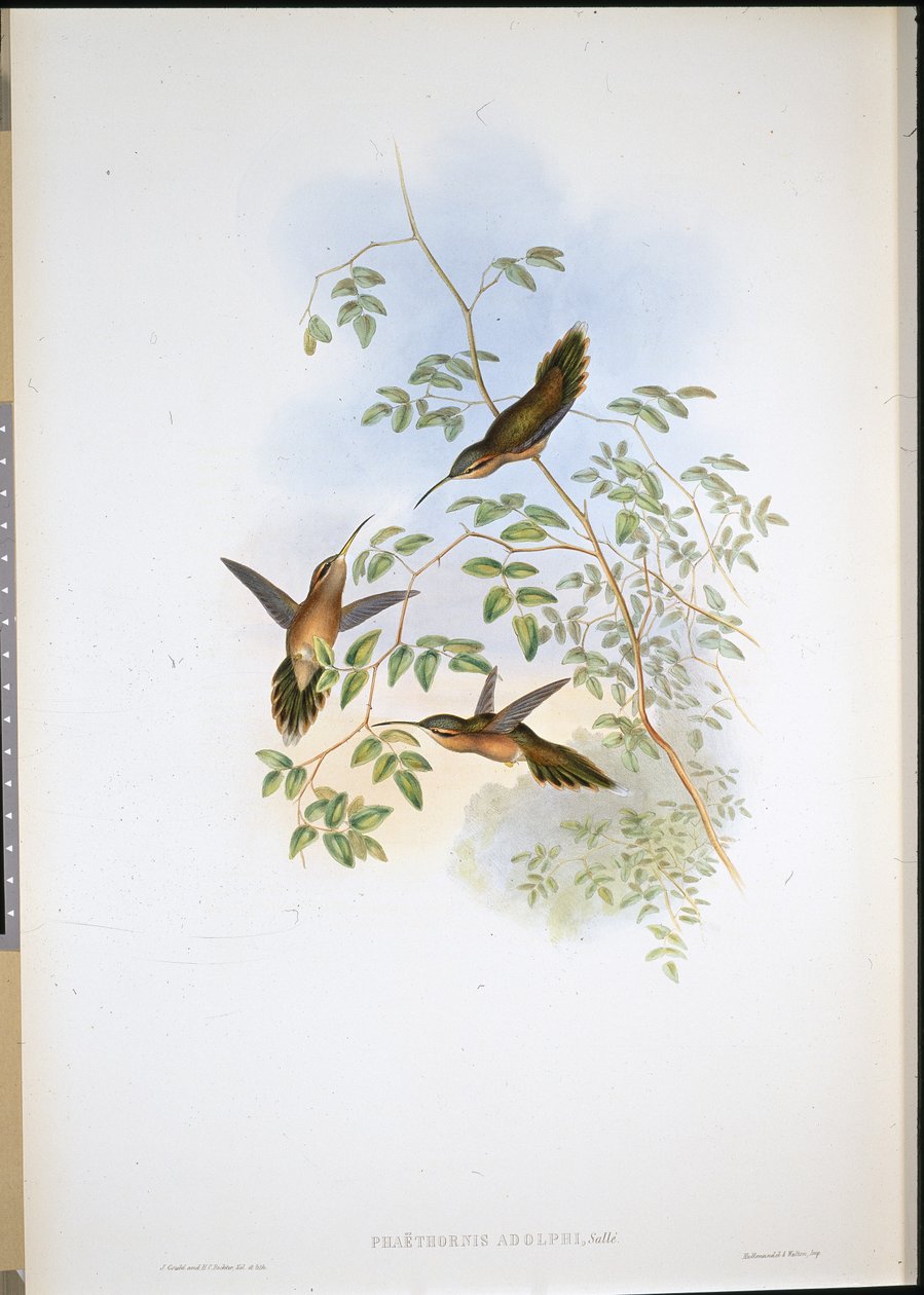 Adolfin erakko (Phaethornis Adolphi) (käsinvärinen lito) tekijältä John (after) Gould