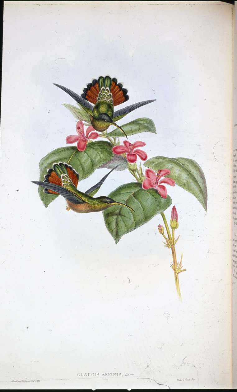 Liittoutuneiden erakko (Glaucus affinis) (käsinvärinen lito) tekijältä John (after) Gould