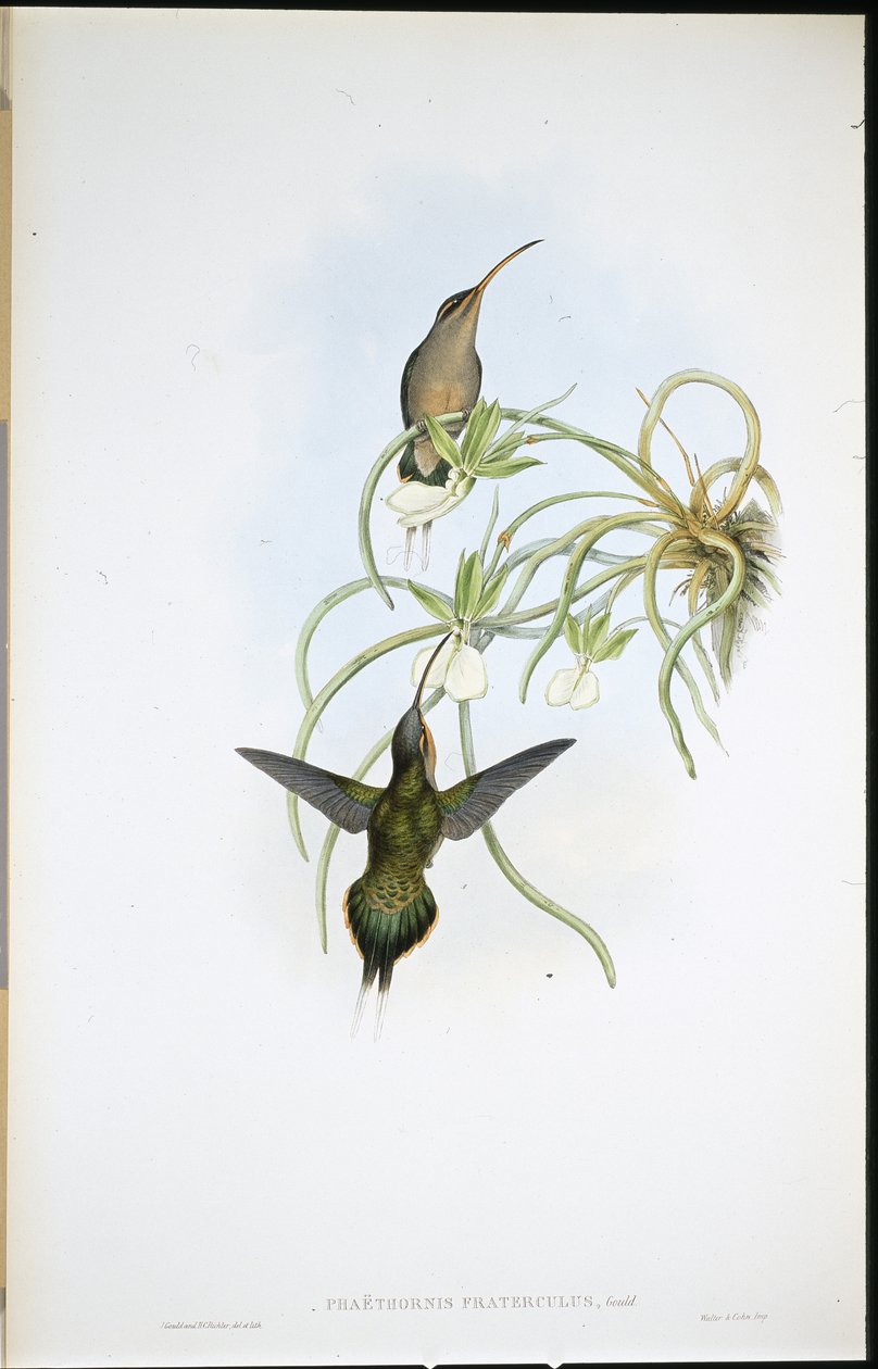 Liittoutuneiden erakko (Phaethornis Fraterculus) (käsinvärinen lito) tekijältä John (after) Gould