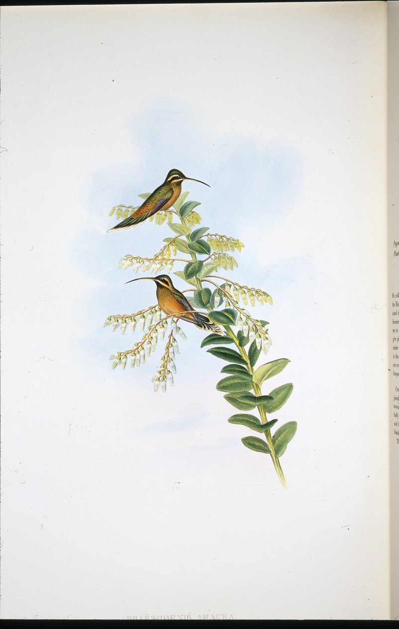Amaura erakko (Phaethornis Amaura) (käsinvärinen lito) tekijältä John (after) Gould