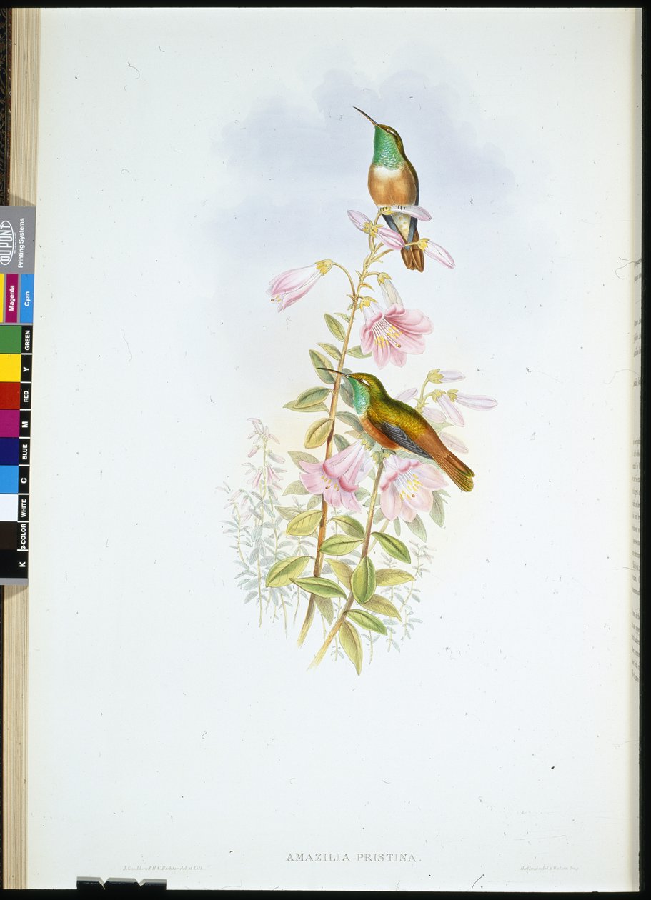 Amazili (Amazilia Pristina) (käsinvärinen lito) tekijältä John (after) Gould