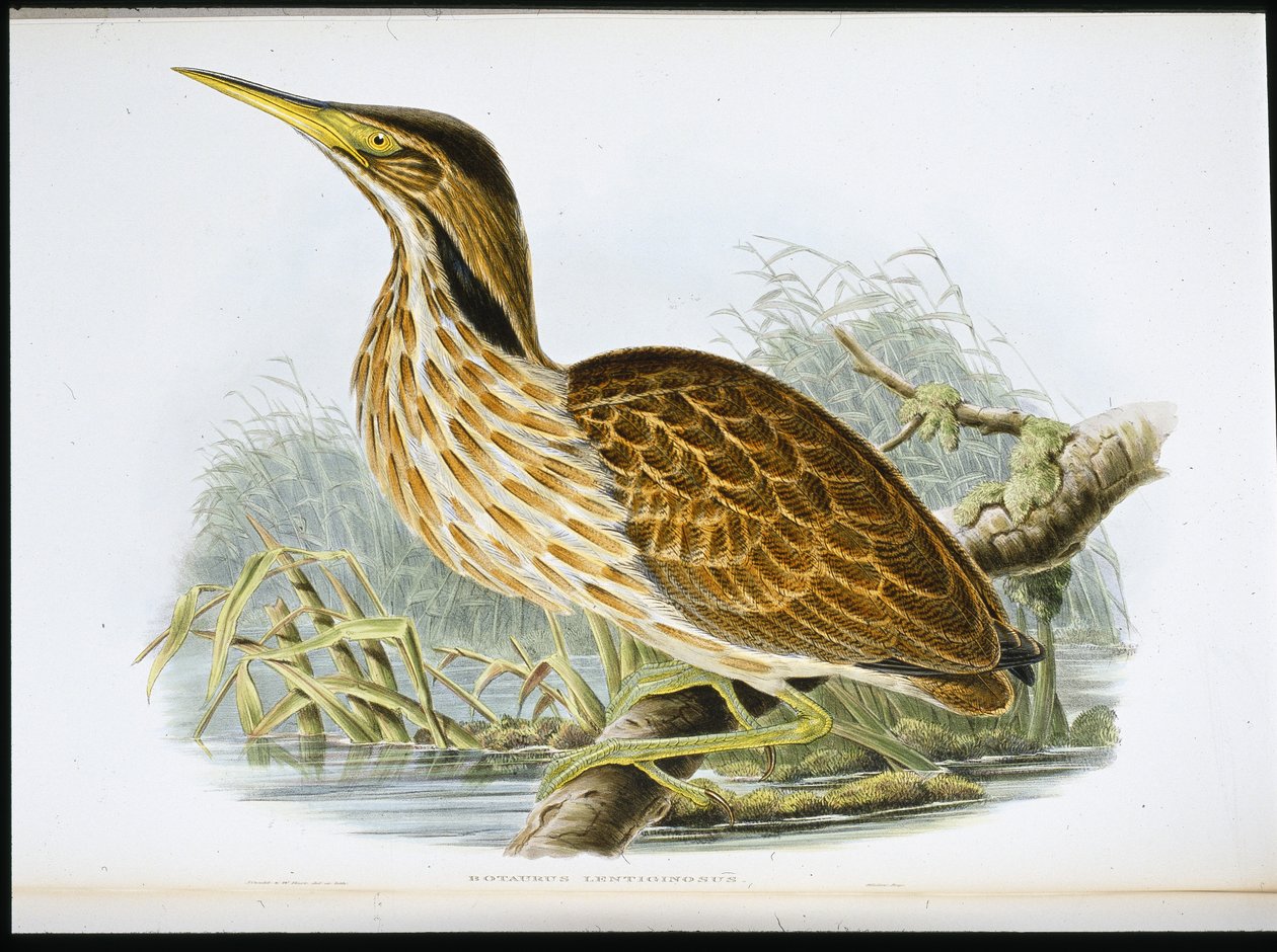 American Bittern (Botaurus Lentiginosus) (käsinvärinen litho) tekijältä John (after) Gould