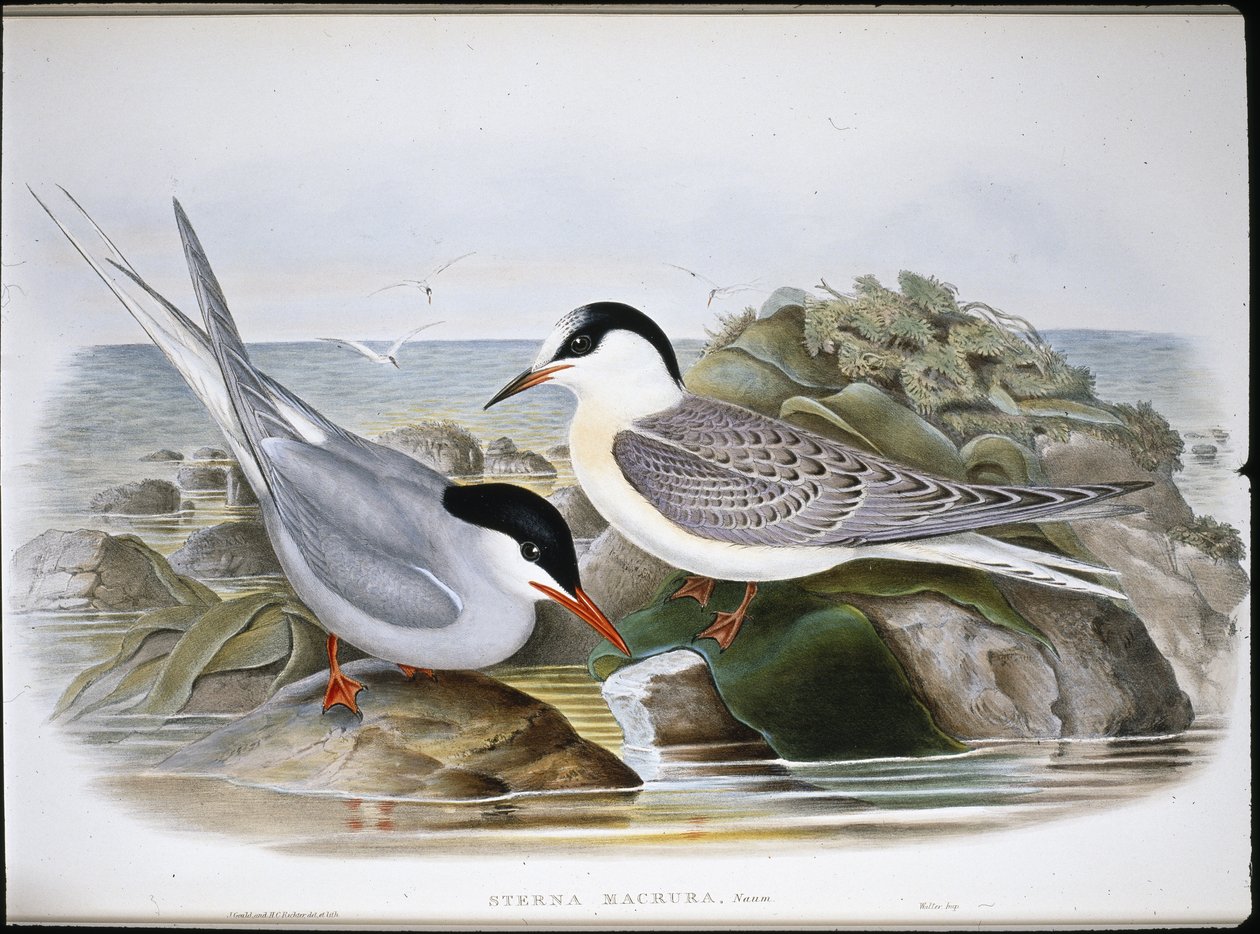 Jäätiira (Sterna Macrura) (käsinvärinen lito) tekijältä John (after) Gould