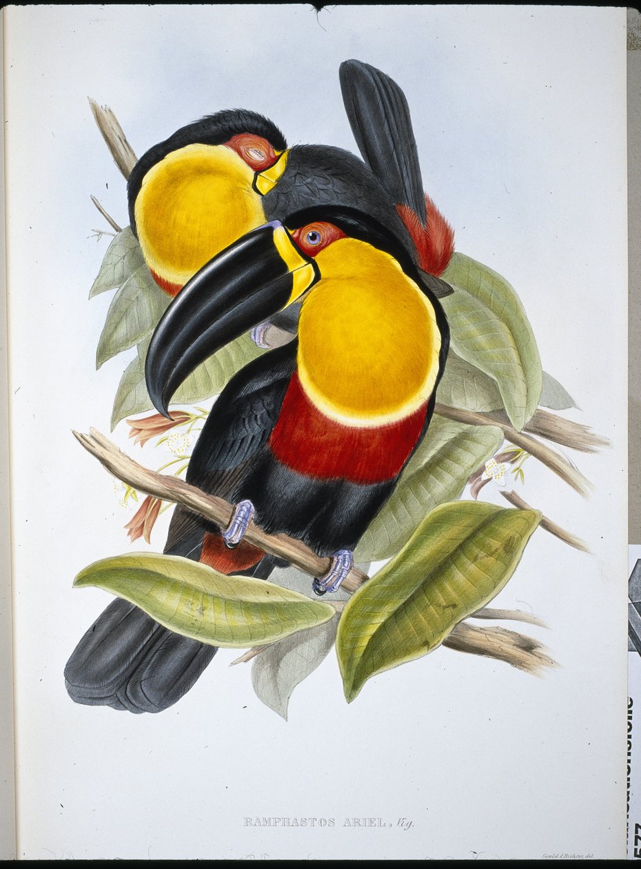 Ariel Toucan (Ramphastos Ariel) (käsinvärinen lito) tekijältä John (after) Gould