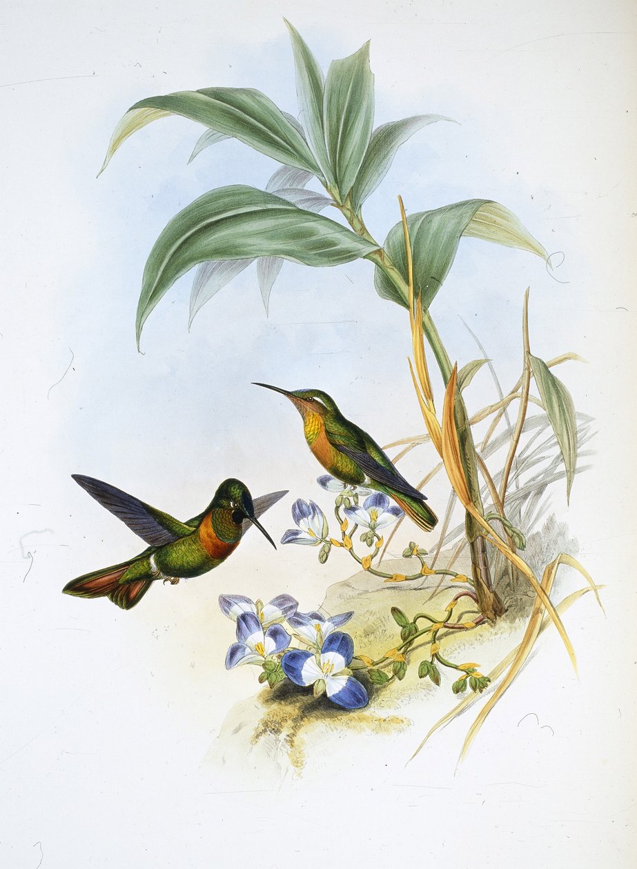 Banded Ruby (Clytolaema Aurescens) (käsinvärinen lito) tekijältä John (after) Gould