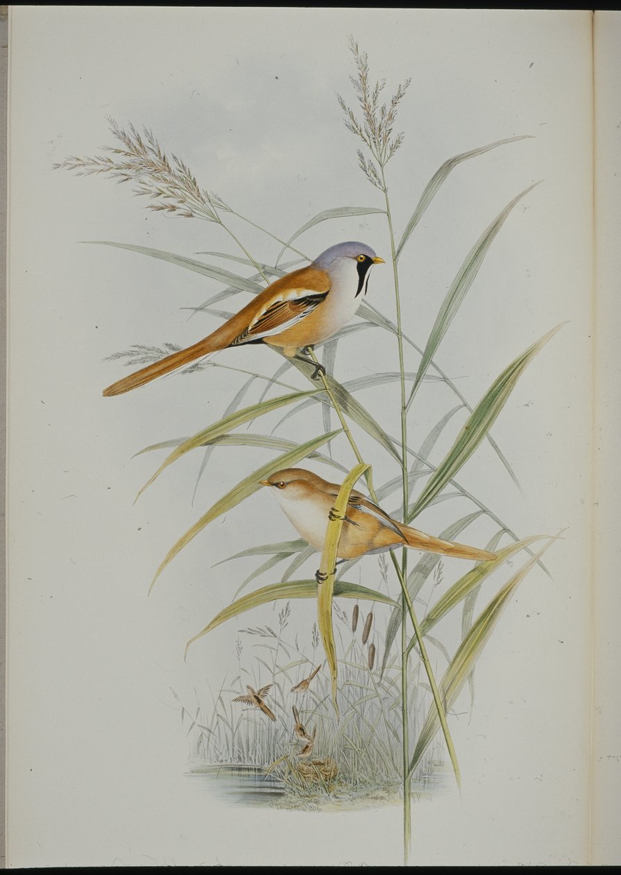 Partatiainen (Calamophilus Biarmicus) (käsinvärinen lito) tekijältä John (after) Gould