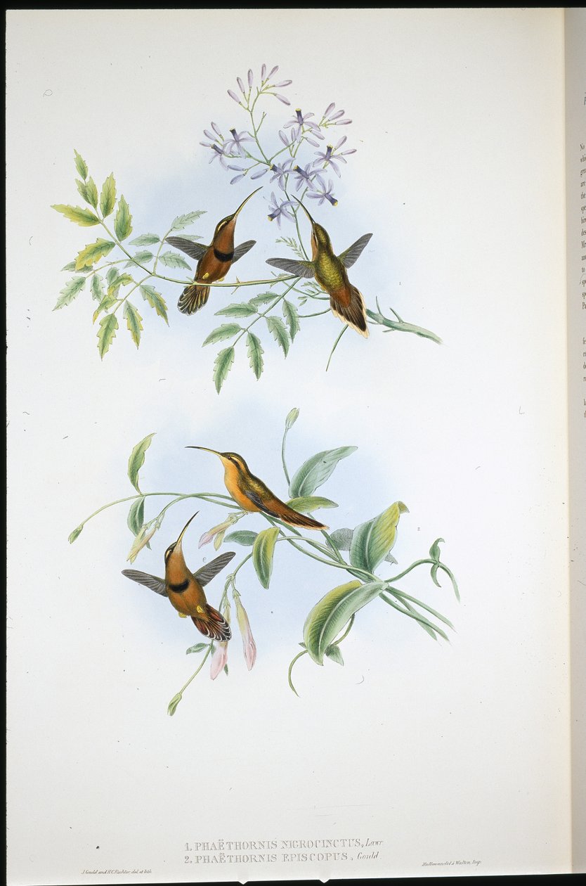 Vyö erakko (Phaethornis Nigrocinctus) ja piispan erakko (Phaethornis Episcopus) (käsinvärinen litho) tekijältä John (after) Gould