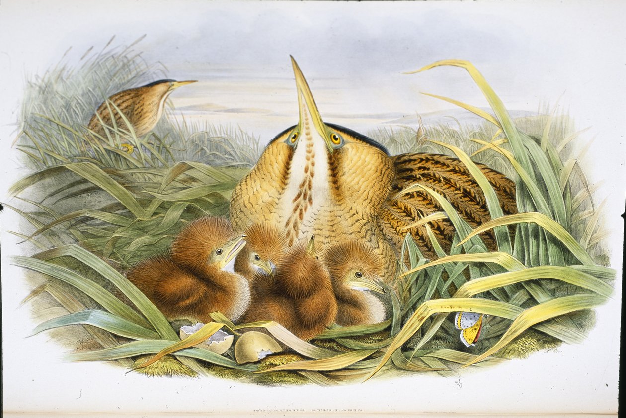 Karvas (Botaurus Stellaris) (käsinvärinen lito) tekijältä John (after) Gould