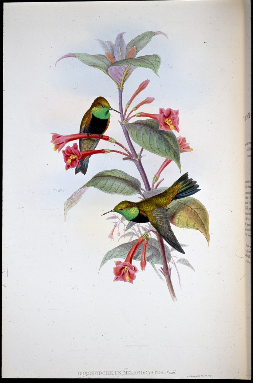 Estrella del turó de pit negre (Oreotrochilus Melanogaster) (litografia pintada a mà) finès tekijältä John (after) Gould