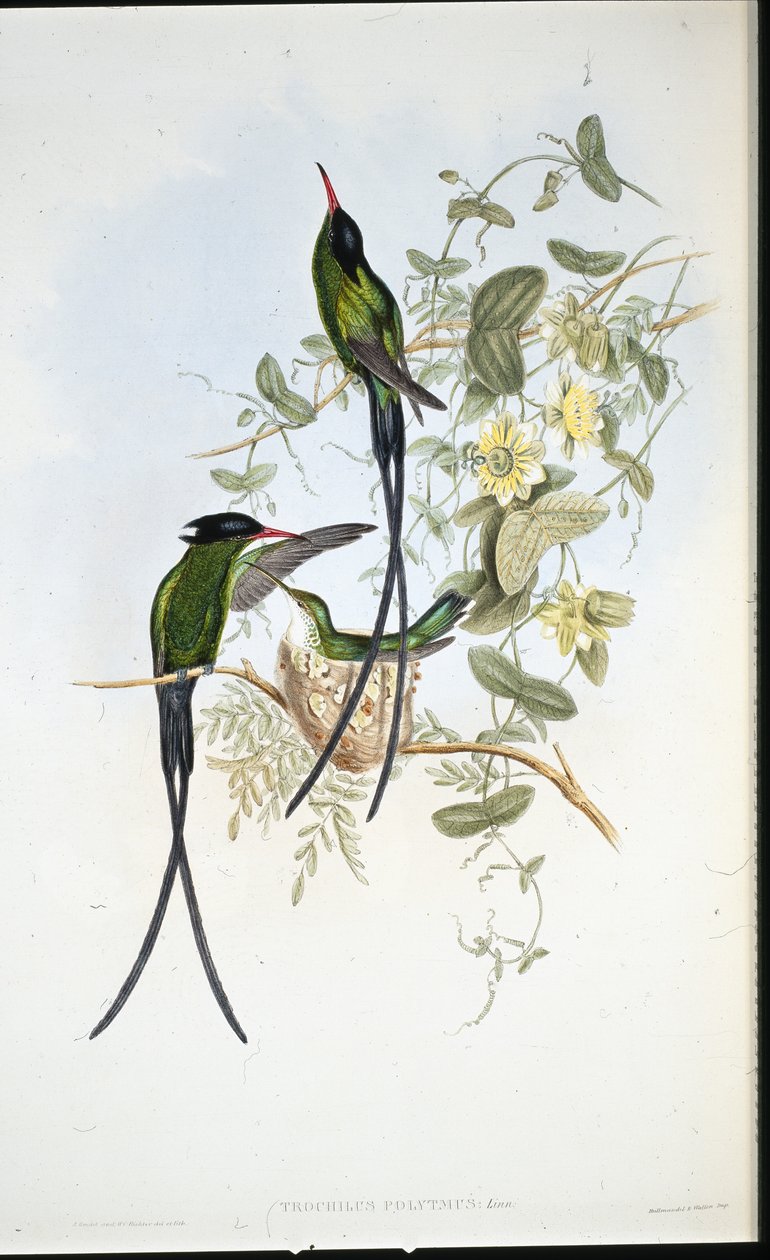 Mustakärkinen kolibri (Trochilus polytmus) (käsinvärinen lito) tekijältä John (after) Gould