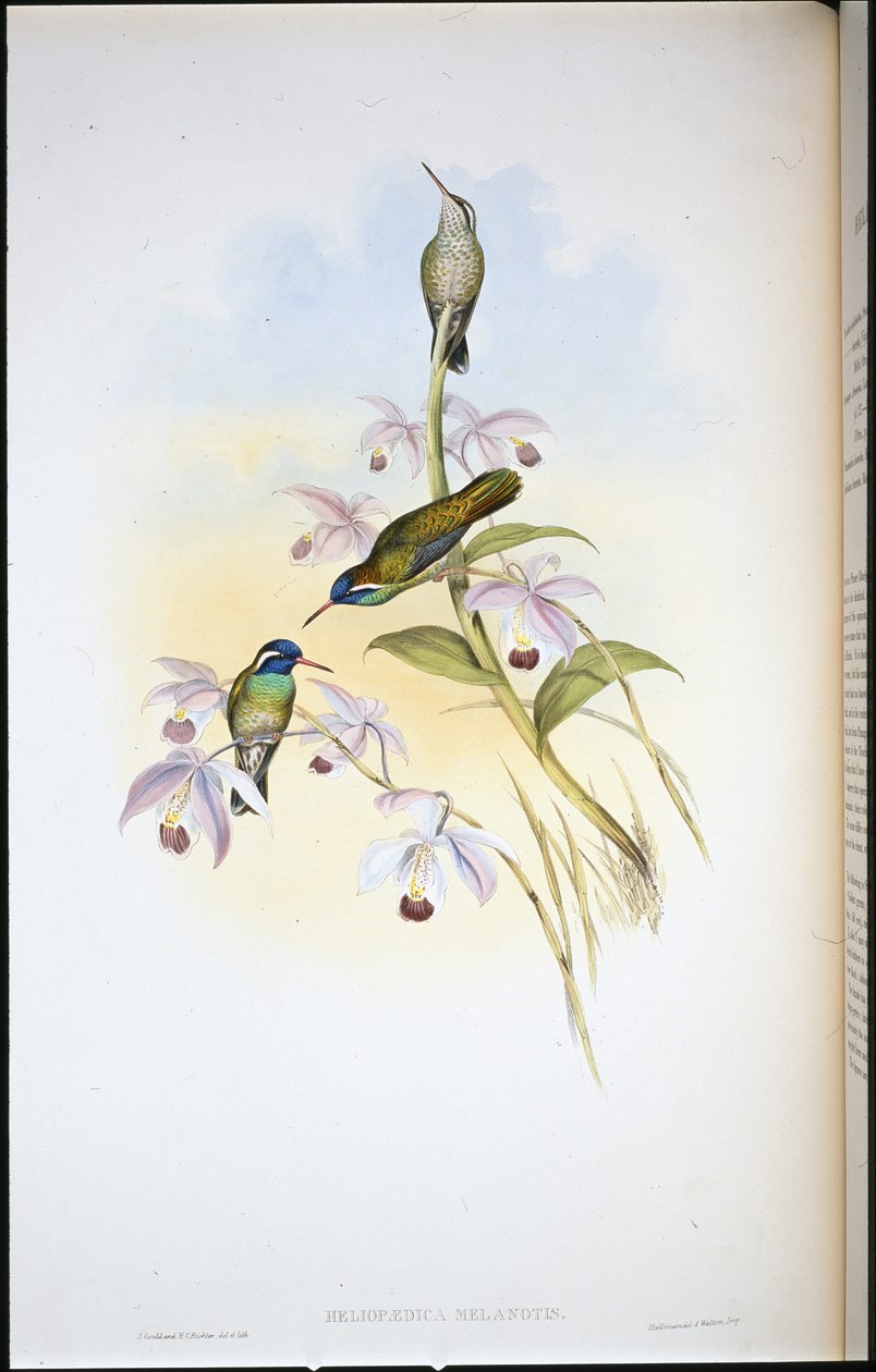 Mustakorvakolibri (Heliopaedica Melanotis) (käsin värjätty litografia) tekijältä John (after) Gould