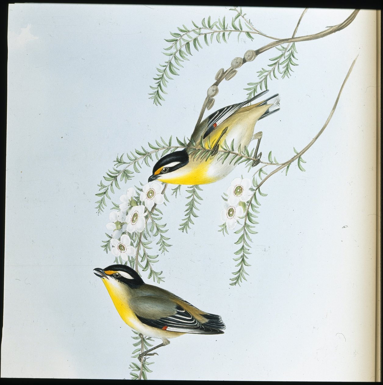 Pardalotus Melanocephalus (käsin värjätty litografia) (käsin värjätty litografia) tekijältä John (after) Gould