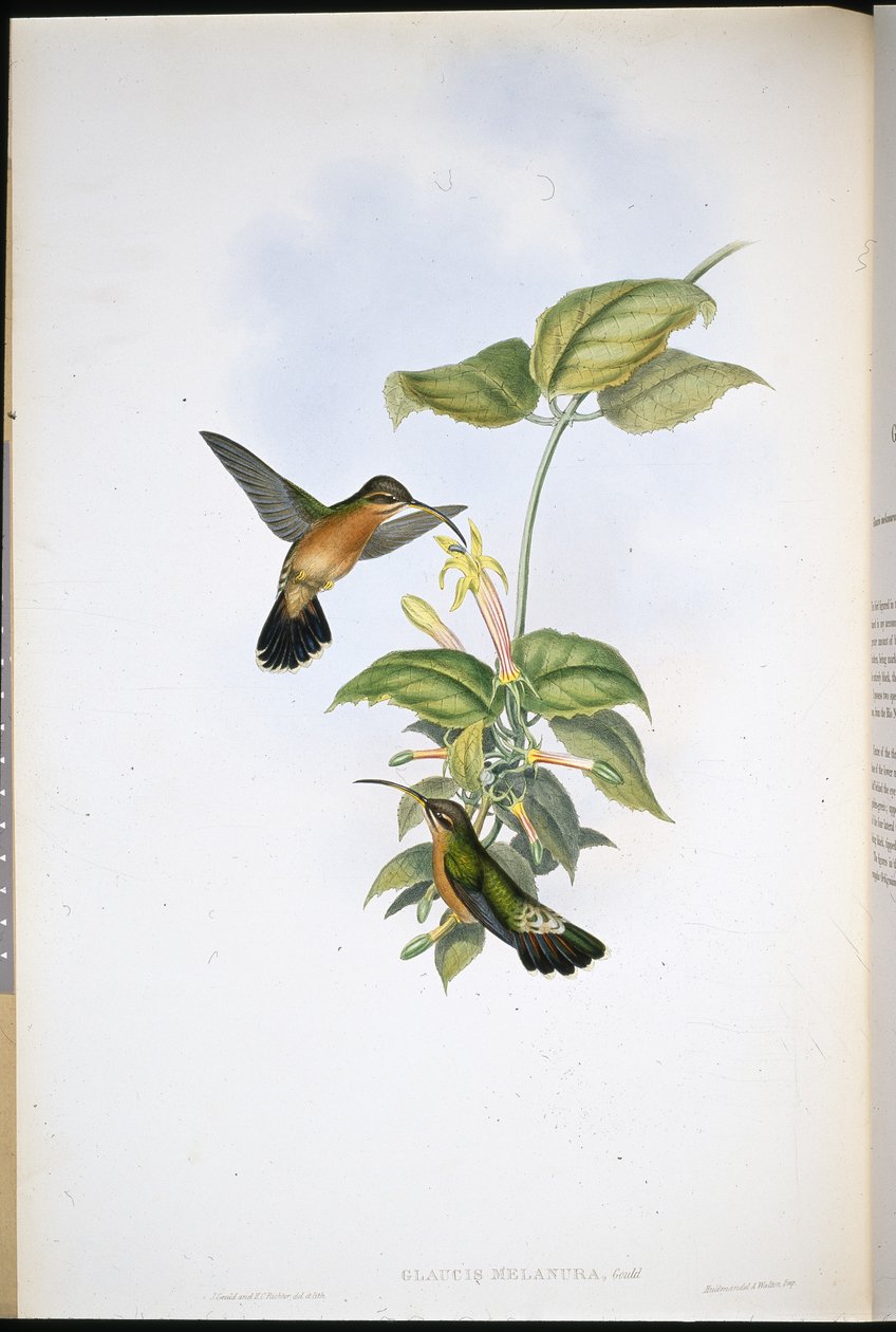 Mustapyrstö erakko (Glaucis Melanura) (käsinvärinen lito) tekijältä John (after) Gould