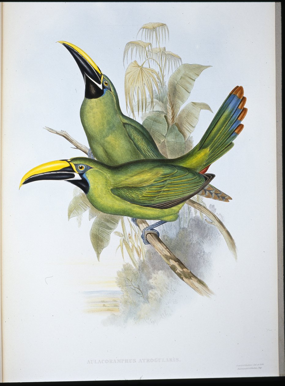 Mustakurkkutukaani (Aulacoramphus Atrogularis) (käsin värjätty litografia) tekijältä John (after) Gould