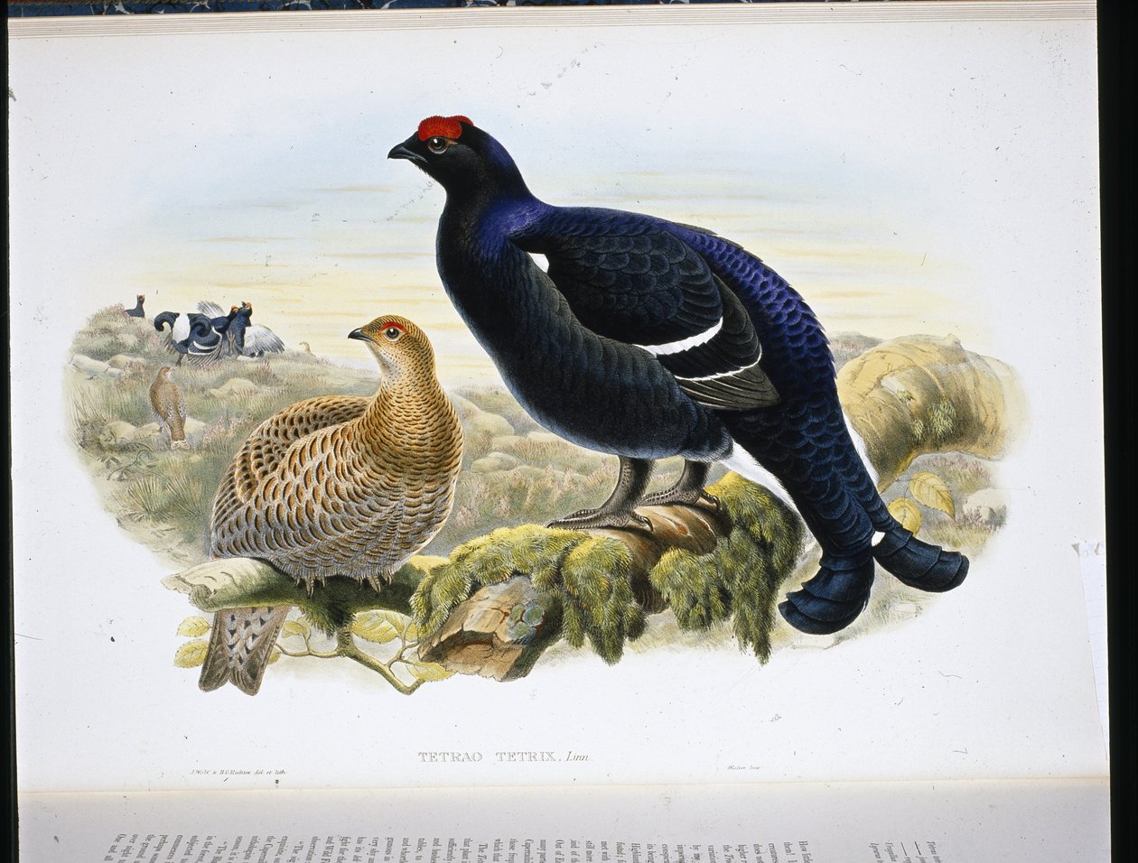 Teeri (Tetrao Tetrix) (käsinvärinen lito) tekijältä John (after) Gould