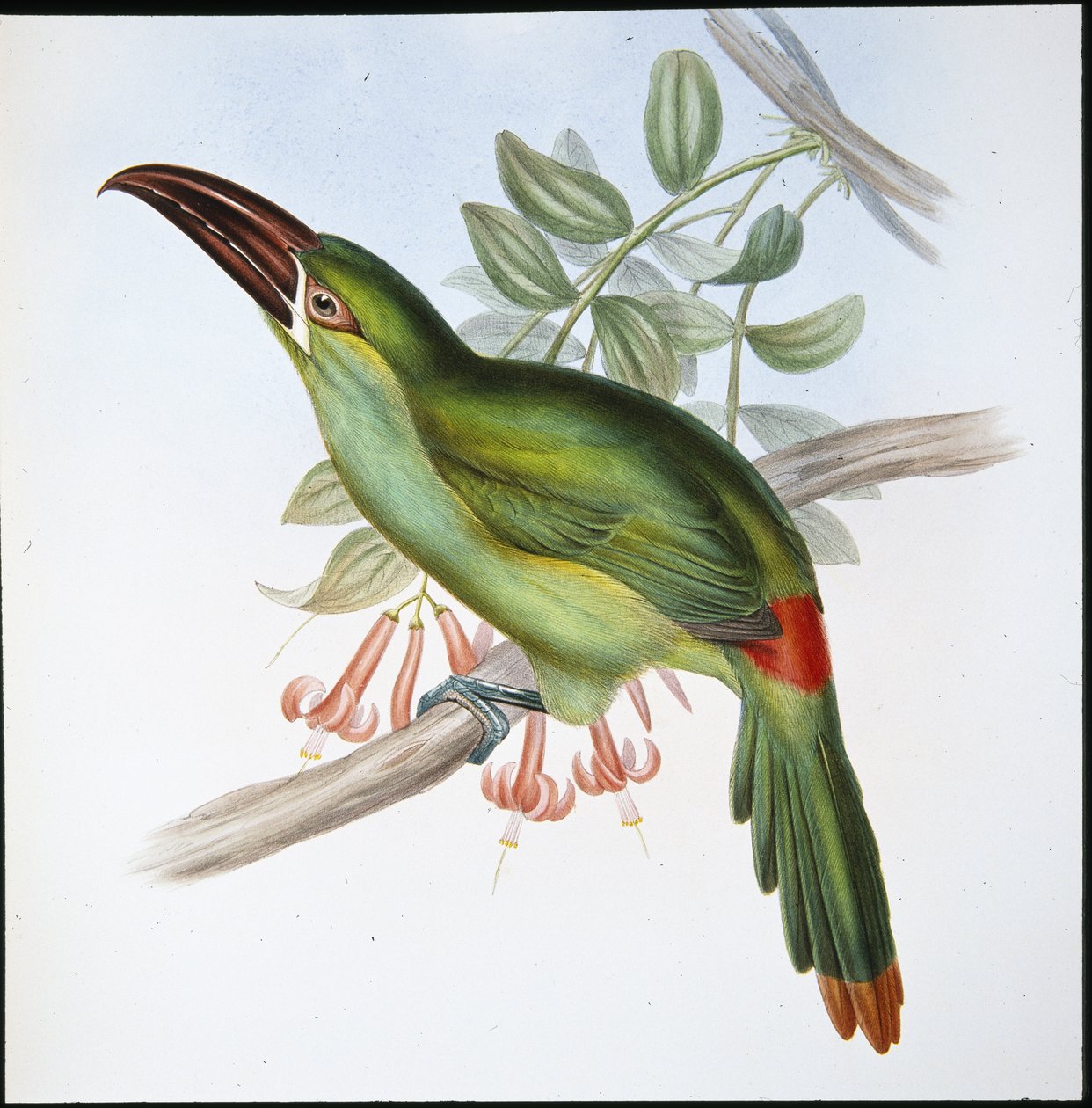 Tukaani (Aulacoramphus Haematopygius) (käsinvärinen lito) tekijältä John (after) Gould