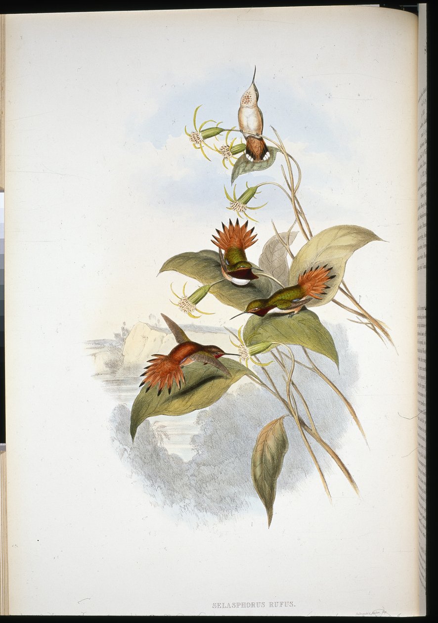 Sinipäinen safiiri (eucephala grayi) (käsinvärinen lito) tekijältä John (after) Gould