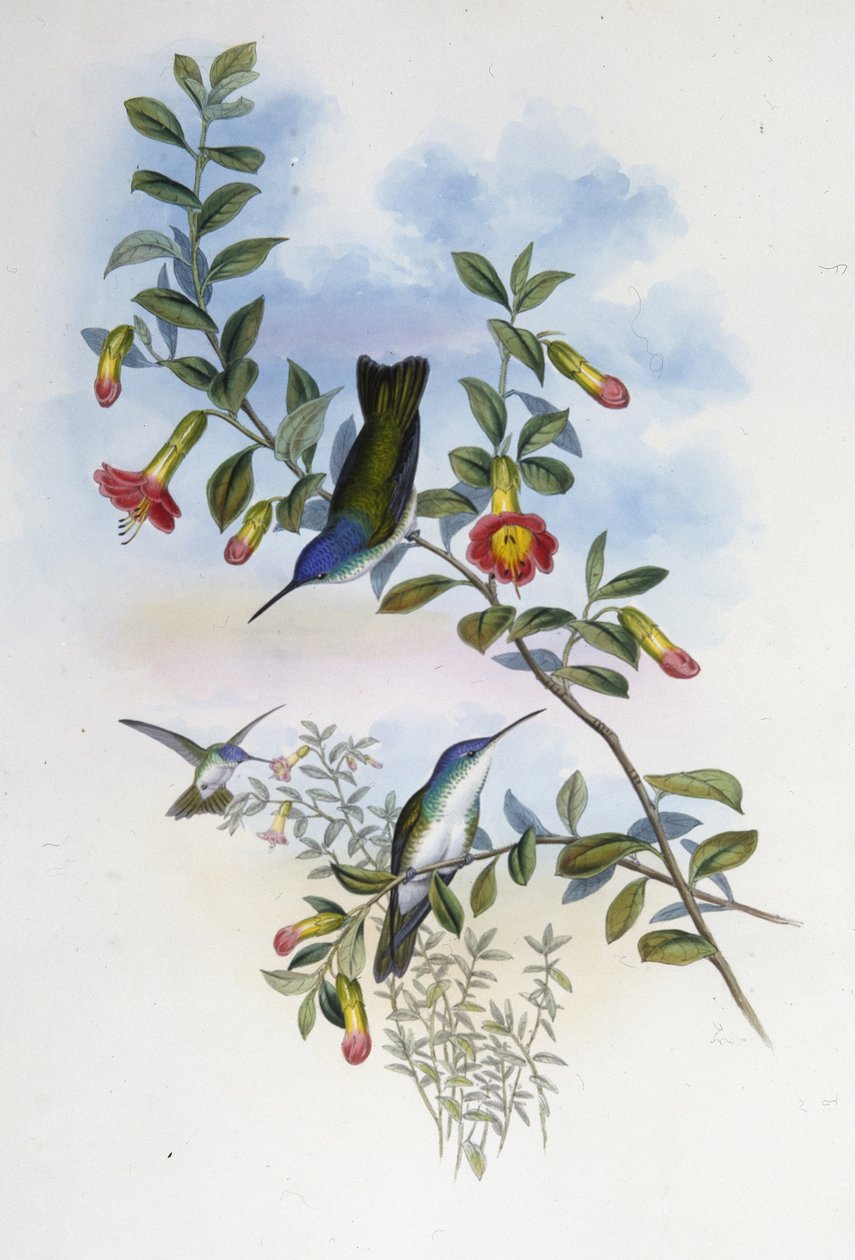 Sinikaulainen Azure Crown (Cyanomyia Cyanocollis) (käsinvärinen lito) tekijältä John (after) Gould