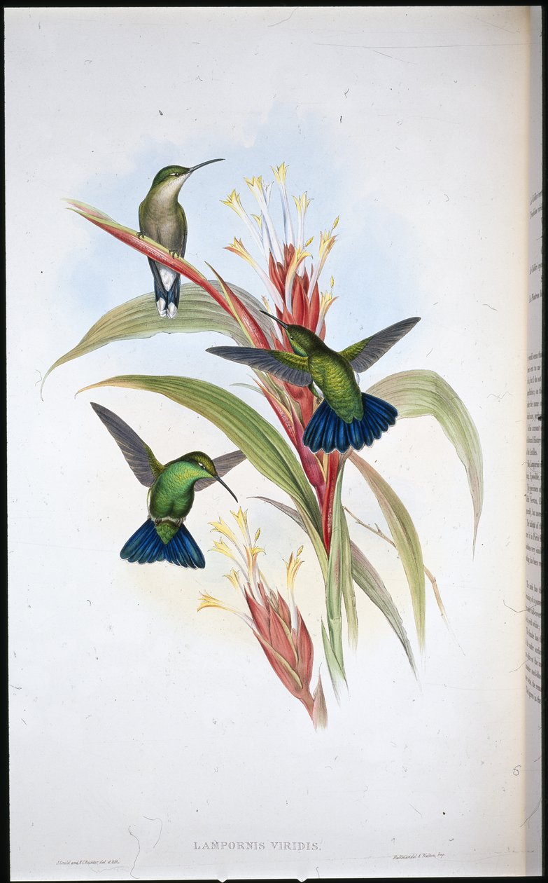 Sinipyrstö-mango-kolibri (Lampornis Viridis) (käsinvärinen lito) tekijältä John (after) Gould