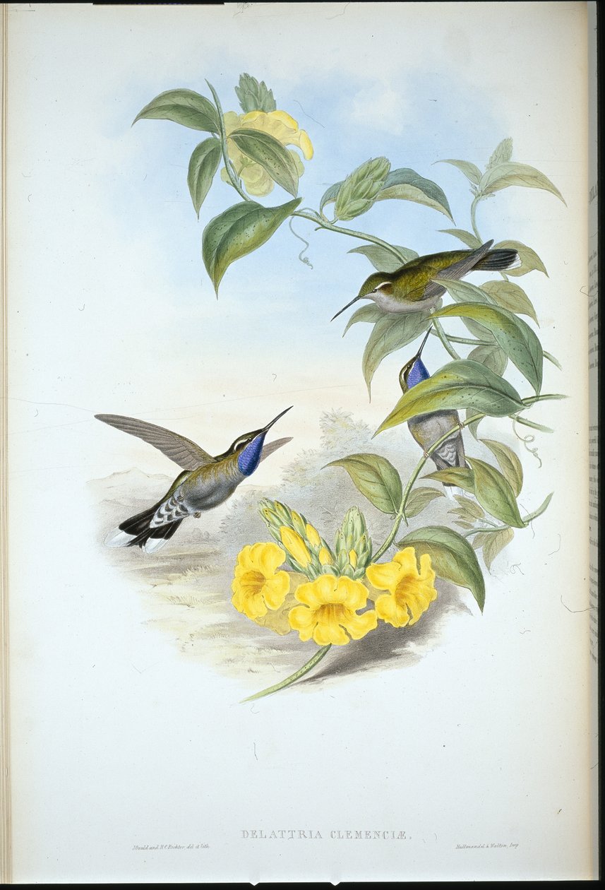 Sinikurkku Cazique (Delatria Clemenciae) (käsinvärinen lito) tekijältä John (after) Gould