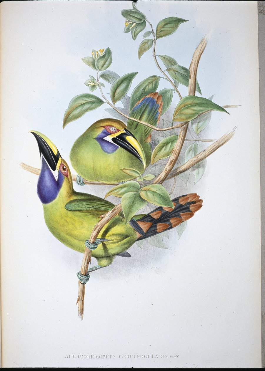Sinikurkkutukaani (Aulacoramphus Caeruleogularis) (käsinvärinen lito) tekijältä John (after) Gould