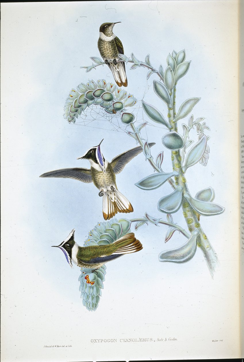 Sinikurkku Hlemte Crest (Oxypogon Cyanolaemus) (käsinvärinen lito) tekijältä John (after) Gould