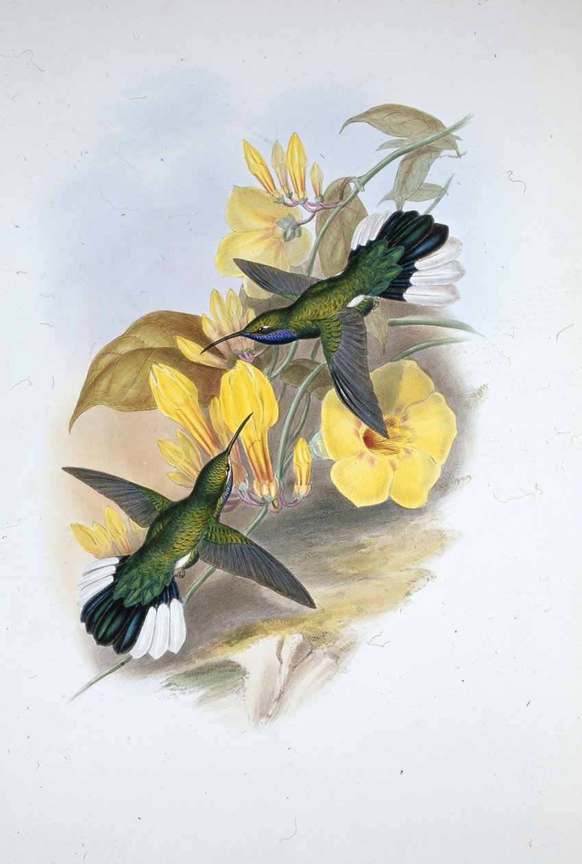 Sinikurkku Sabre-wing (Campylopterus Ensipennis) (käsinvärinen lito) tekijältä John (after) Gould