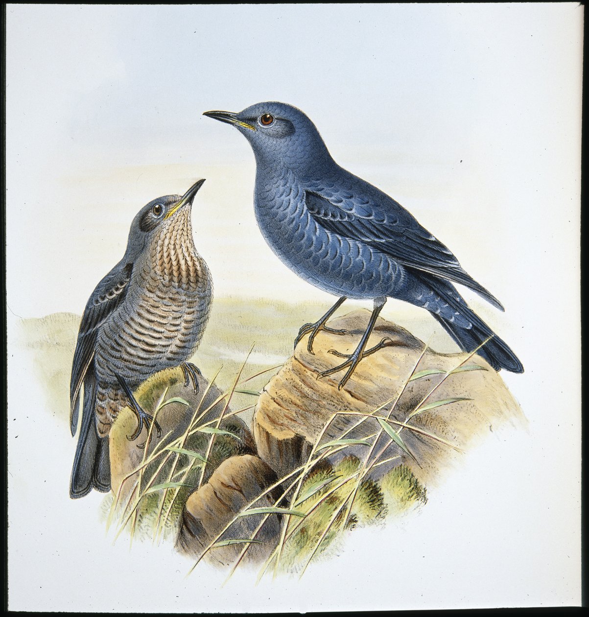 Sininen kivirastas (Petrocossyphus Cyanus) (käsinvärinen lito) tekijältä John (after) Gould